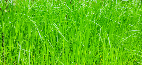 Grüne Grashalme Nahaufnahme