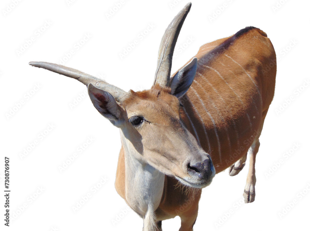 Fototapeta premium Eland antelope isolated on white. Taurotragus oryx