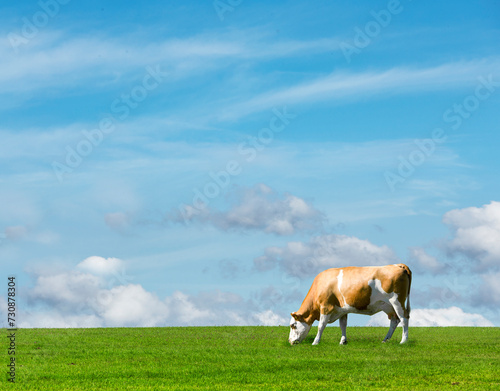 Grasende Kuh auf einer Grünen Wiese