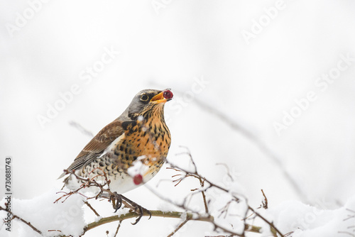 Fieldfare (Turdus pilaris) a medium-sized migratory bird, a colorful bird sits between snow-covered branches and eats red fruits on a winter day.