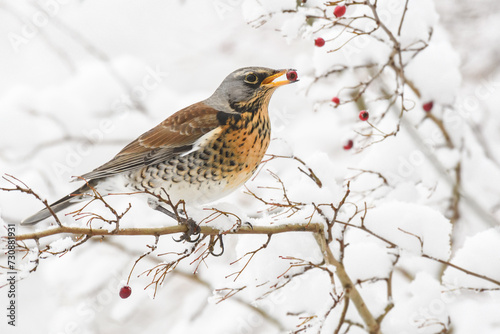 Fieldfare (Turdus pilaris) a medium-sized migratory bird, a colorful bird sits between snow-covered branches and eats red fruits on a winter day.