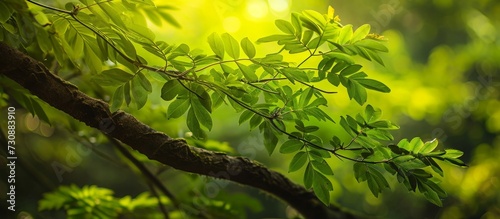 The appeal of Thai Khot wood, a favored auspicious tree, is its beautiful charm, found in the Phyllanthus mirabilis tree. photo