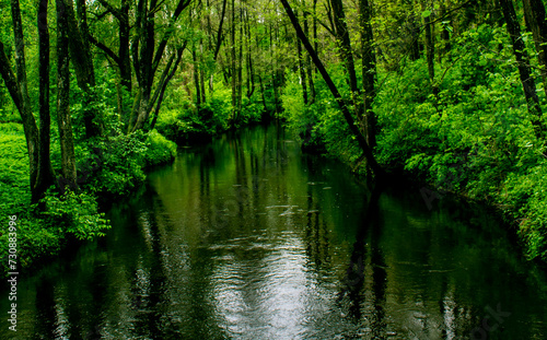 Green nature around the river