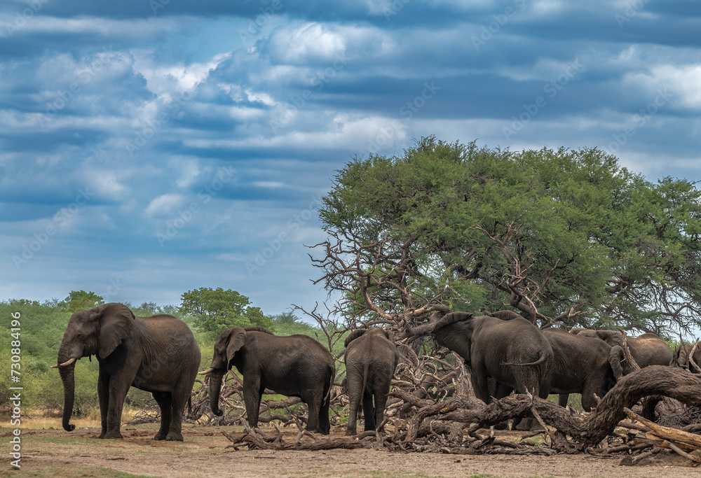 Elephants in Bwabwata National Park, Caprivi, Namibia