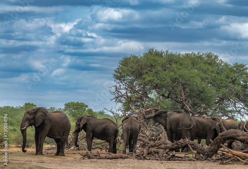 Elephants in Bwabwata National Park  Caprivi  Namibia