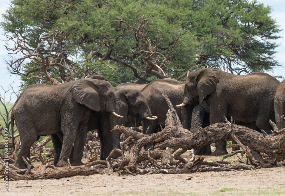 Elephants in Bwabwata National Park, Caprivi, Namibia