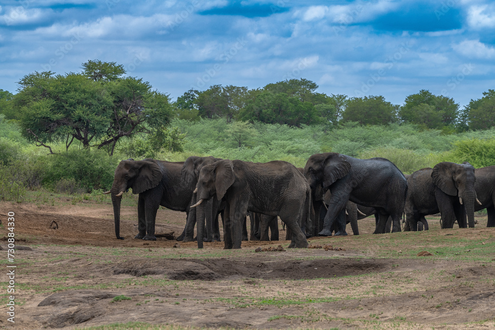 Elephants in Bwabwata National Park, Caprivi, Namibia