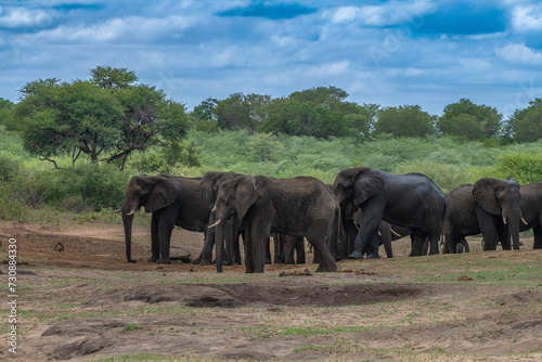 Elephants in Bwabwata National Park, Caprivi, Namibia © lesniewski