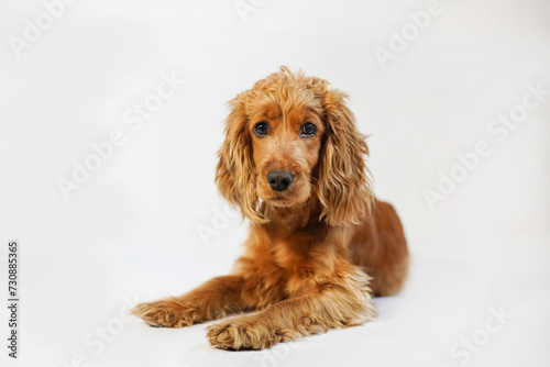 English Cocker Spaniel red dog on isolated white background