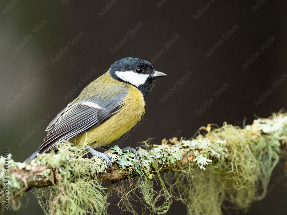 Naklejka premium A Great Tit on a branch