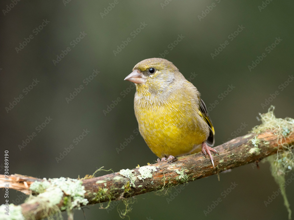 A Male Greenfinch (Chloris chloris)on a branch A Male Greenfinch (Chloris chloris)on a branch