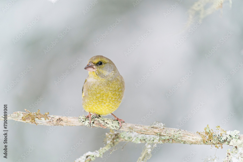 A Male Greenfinch (Chloris chloris)on a branch A Male Greenfinch (Chloris chloris)on a branch