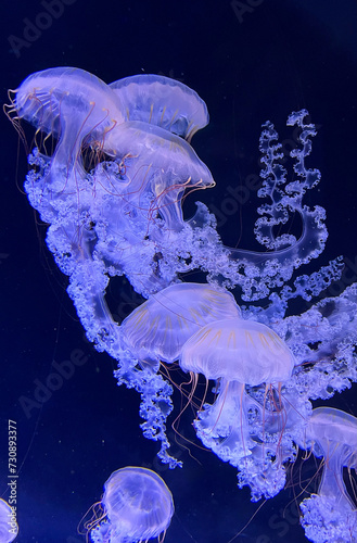  Jellyfish in the Prague Medusarium photo