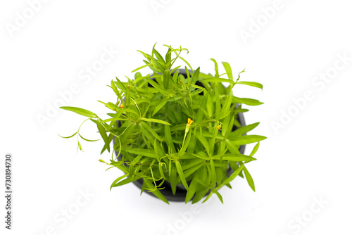 Fresh tarragon on white background. photo