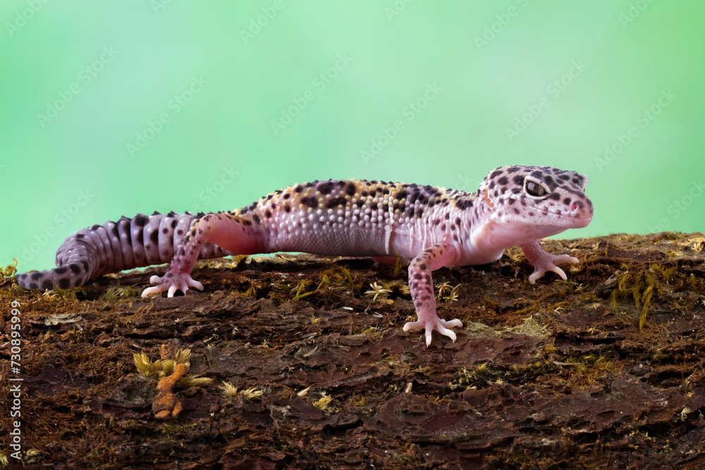 Naklejka premium Leopard gecko lizard on wood with black background, eublepharis macularius, animal closeup