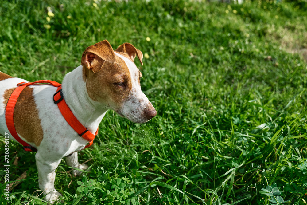 Serious Jack Russell terrier playing outdoor. Cute adorable white doggy with brown fur stains in green grass.