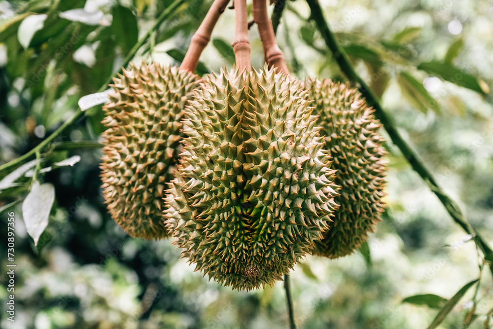 Fresh Green Durian Fruit Hanging From Tropical Tree