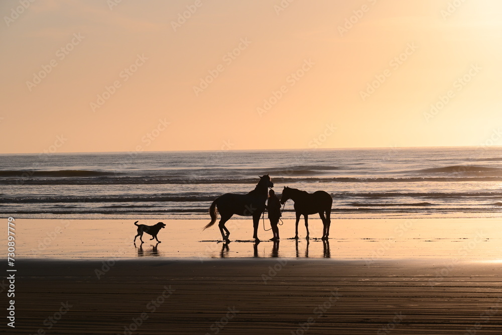 Landscape, animals in NewZealand Landscape, animals in NewZealand