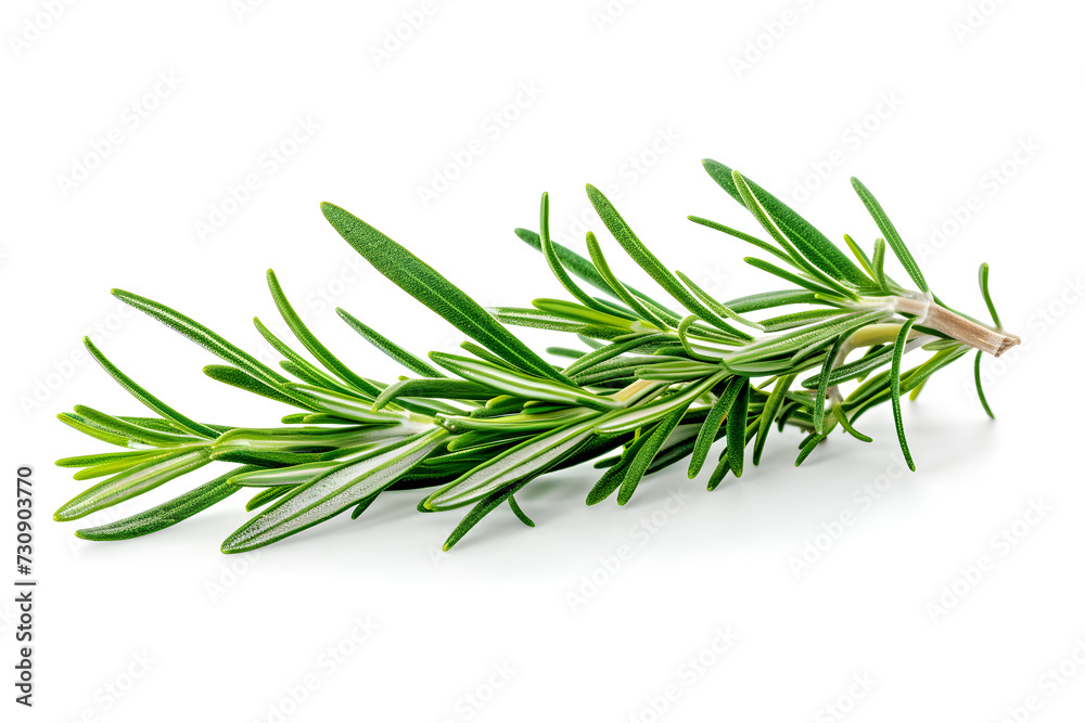 pine branches with white background