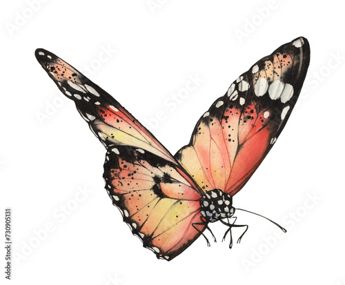 Watercolor monarch butterfly. Realistic orange insect isolated on white. Hand painted scientific illustrations. Detailed wings with black and white dots (ID: 730905131)