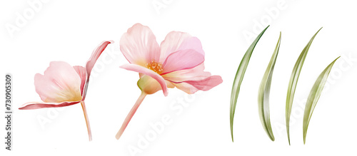 Set of Watercolor Flowers and leaves. Two begonia plants with green grass. Colourful tender plant in pink and orange isolated on white. Realistic botanical floral illustration (ID: 730905309)