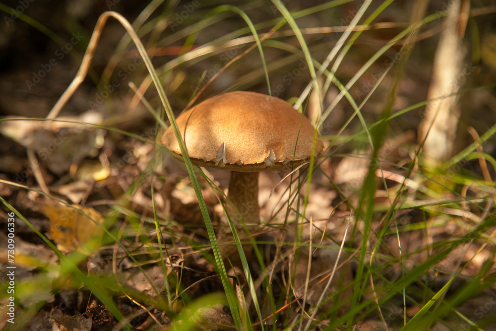 Close up view of brown cap boletus growing in forest.. Close up view of brown cap boletus growing in forest..