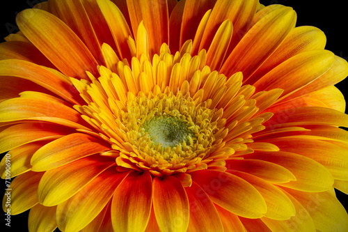 Closeup image of a yellow Gerbera bloom