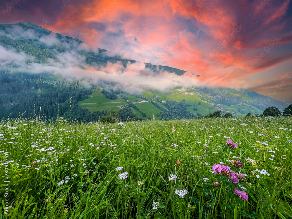 meadow with flowers and mountains alps