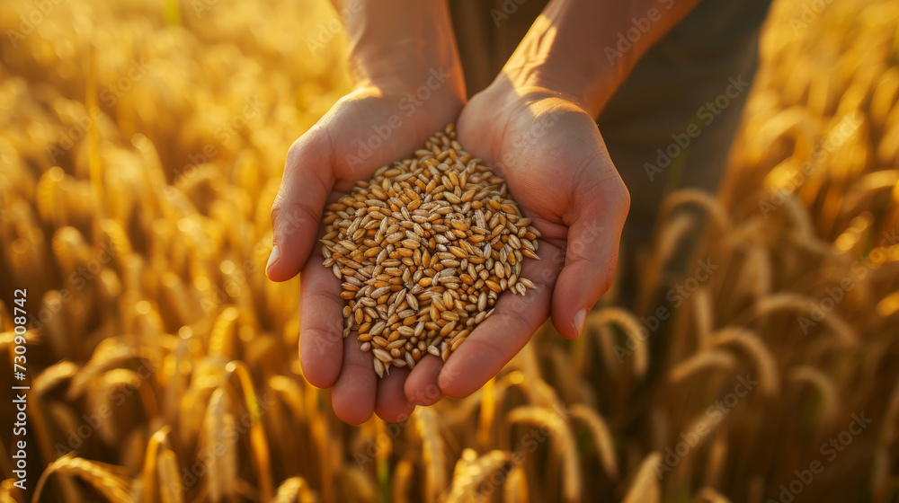 Close-up of wheat grains in hands palms on wheat field background. Rural harvest concept. Generative AI
