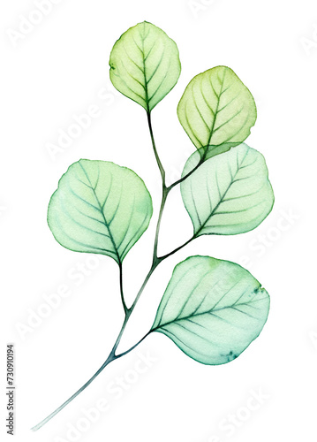 Watercolor Transparent Eucalyptus branch. Detailed leaves in green and turquoise colour. Hand drawn botanical illustration isolated on white. Abstract floral banner  (ID: 730910194)