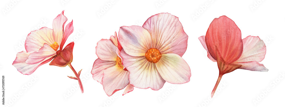 Set of Watercolor Flowers. Three begonia plants with big petals and buds. Colourful tender plant in pink and orange isolated on white. Realistic botanical floral illustration