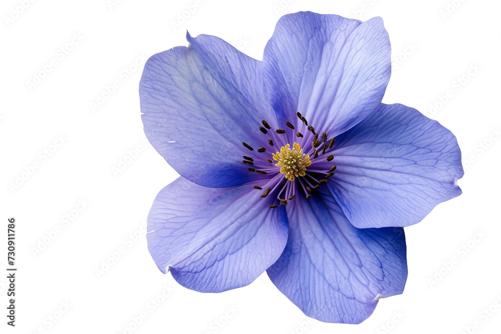 Blue Flower on transparent background