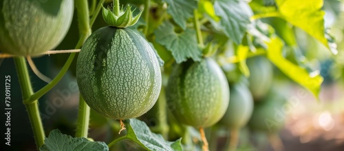 A vine in a greenhouse produces a variety of melons, a flowering plant that belongs to the gourd family and is a staple food known for its natural, leafy growth. photo