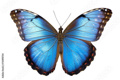 Blue Butterfly on transparent background