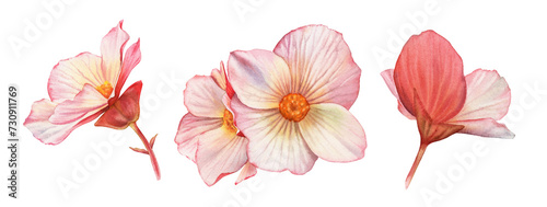 Set of Watercolor Flowers. Three begonia plants with big petals and buds. Colourful tender plant in pink and orange isolated on white. Realistic botanical floral illustration (ID: 730911769)