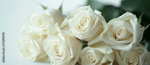 A close up of a stunning bouquet of white roses  a type of flowering plant in the rose family. These roses  known as hybrid tea roses  have beautifully arranged petals.