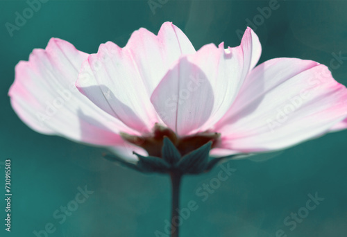 Pink cosmos flower isolated on green background. Cosmos flower in summer garden.