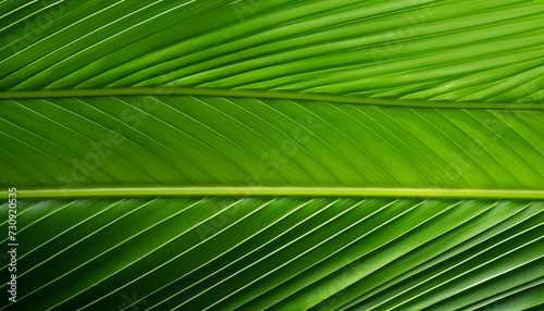 Palm leaf closeup