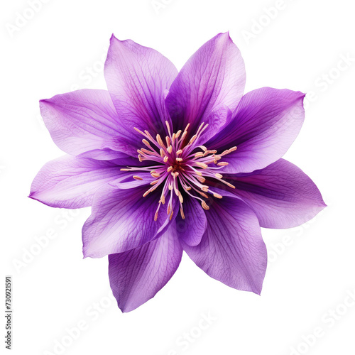 Beautiful flower isolated on white