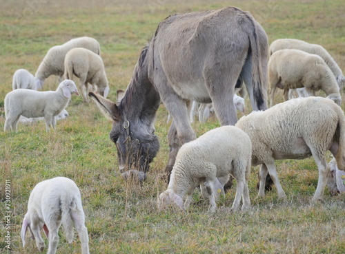 Sheep grazing along the Brembo park, Lombardy, Italy photo