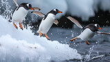 Penguins jumping into water. 