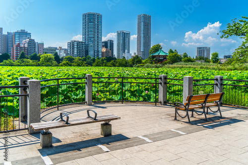 Fototapeta Naklejka Na Ścianę i Meble -  夏の上野恩賜公園　不忍池の風景【東京都・台東区】　
Ueno Park in summer. Scenery of Shinobazu Pond - Tokyo, Japan