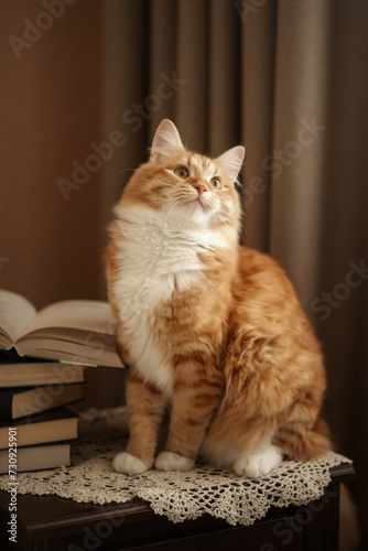 Photography A photo of a beautiful red cat near a stack of books.