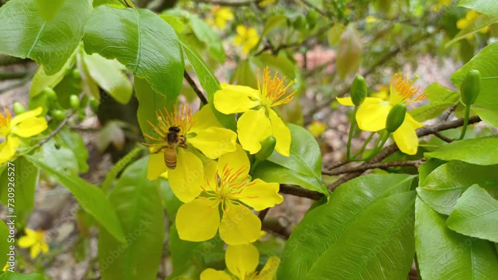 The little bee is sucking nectar from yellow apricot blossom pistils or ochna integerrima pistils in the garden at Mekong Delta Vietnam. The little bee is sucking nectar from yellow apricot blossom pistils or ochna integerrima pistils in the garden at Mekong Delta Vietnam.
