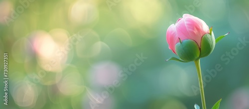Close-up pink flower bud on green background.