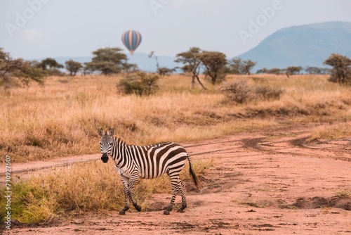 Miracle Balloon Safaris and zebra in the Serengeti savannah