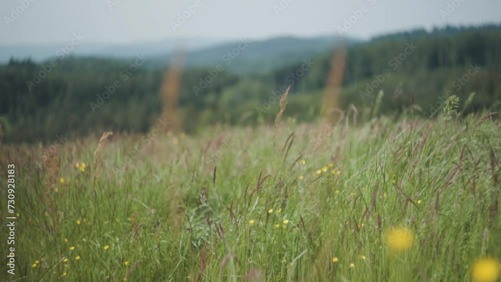 Grüne Wiese mit Schwarzwald Aussicht, Unscharf als Hintergrund
