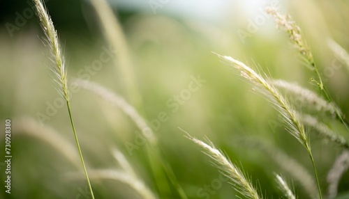 close up beautiful nature view grass flower under sunlight with bokeh and copy space using as background natural plants landscape fresh ecology cover concept