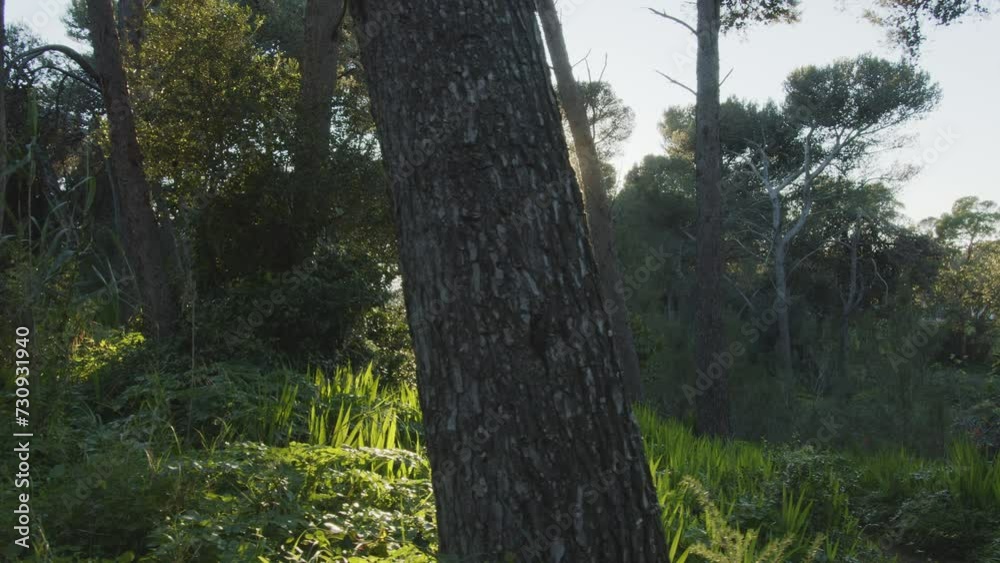 Slow motion camera inside deep dense forest on the sunset. Presence effect. Great background for any of your projects. Slow motion camera inside deep dense forest on the sunset. Presence effect. Great background for any of your projects.