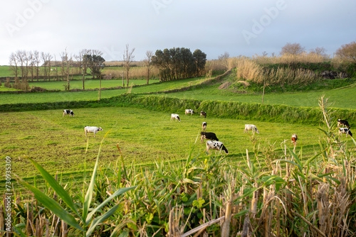 reen fields with cows in the S  o Miguel Island in the Azores in Portugal